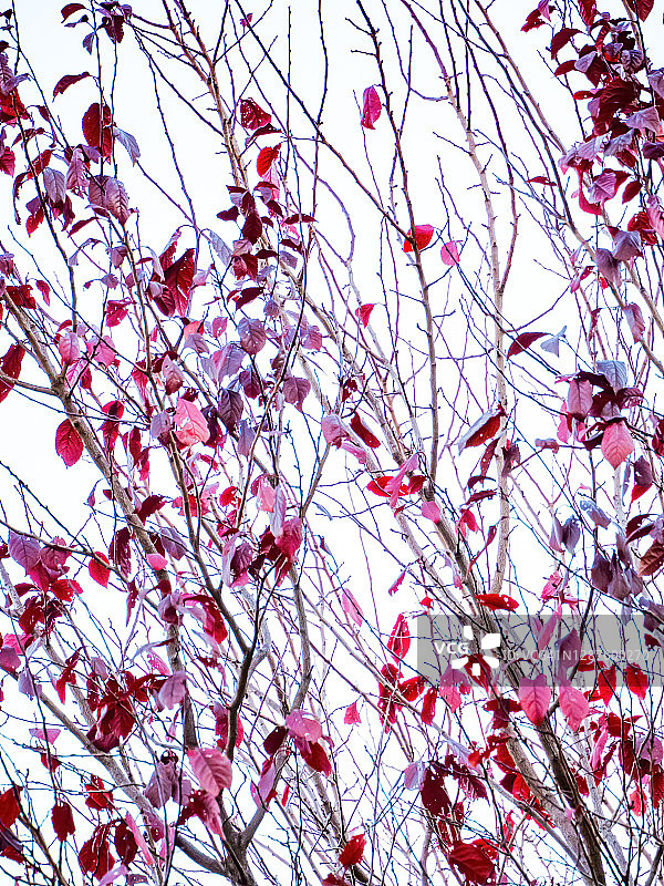 舒伯特稠李树枝背景，落叶图片素材