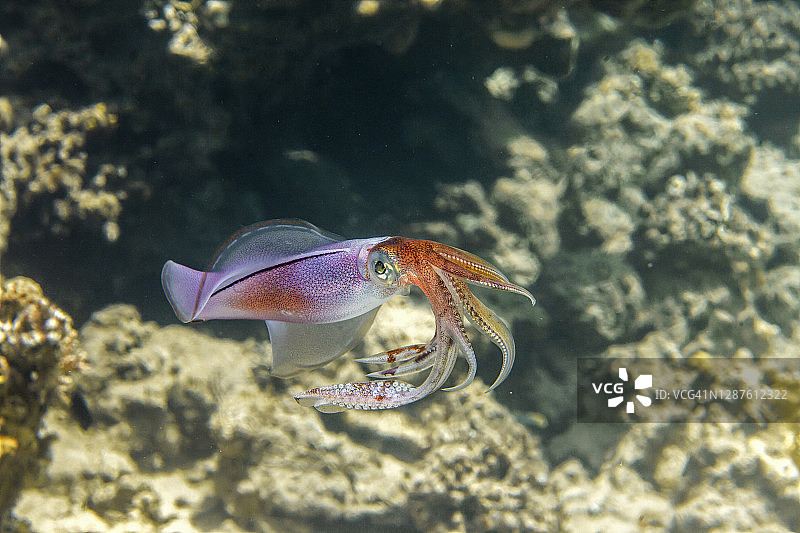 莱氏拟乌贼图片素材