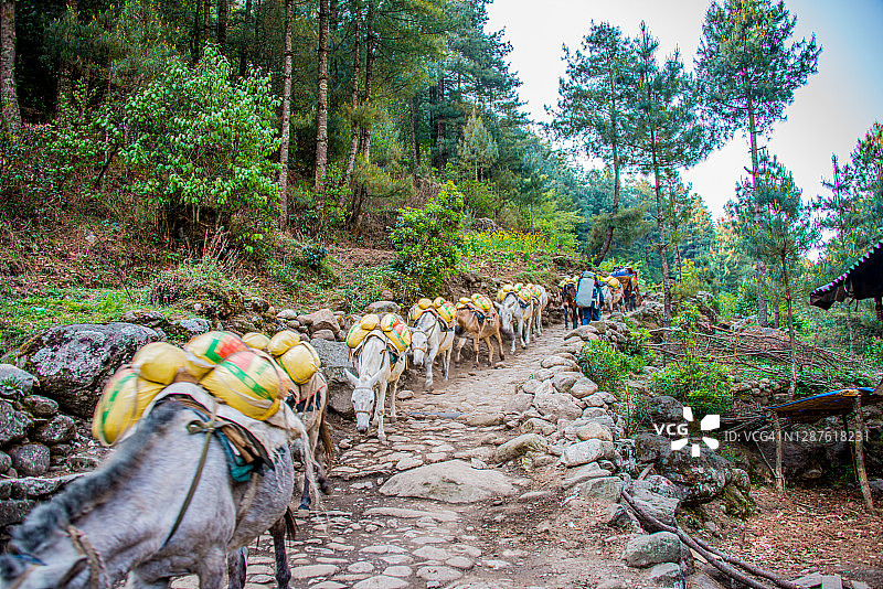 尼泊尔珠穆朗玛峰地区南崎巴扎的低海拔小路上的驴图片素材