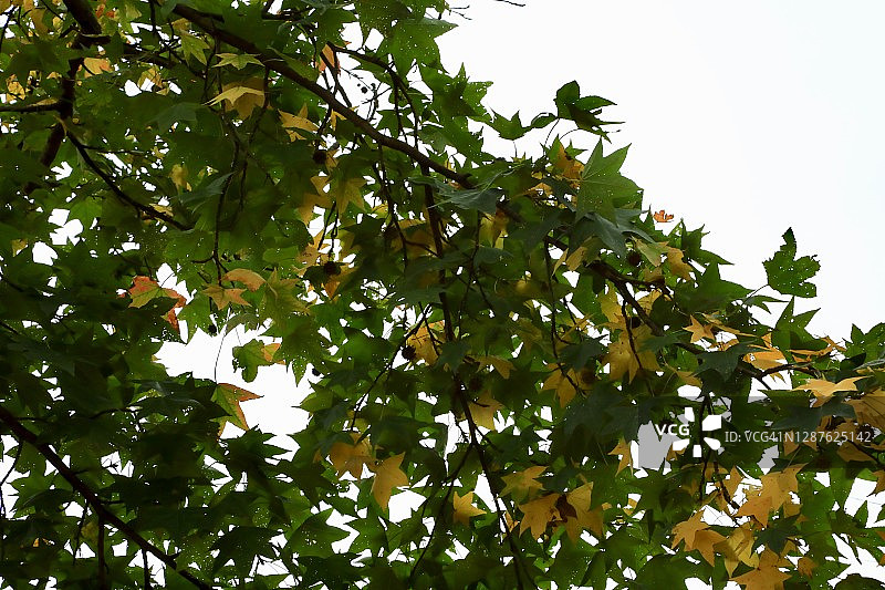 枫香树图片素材