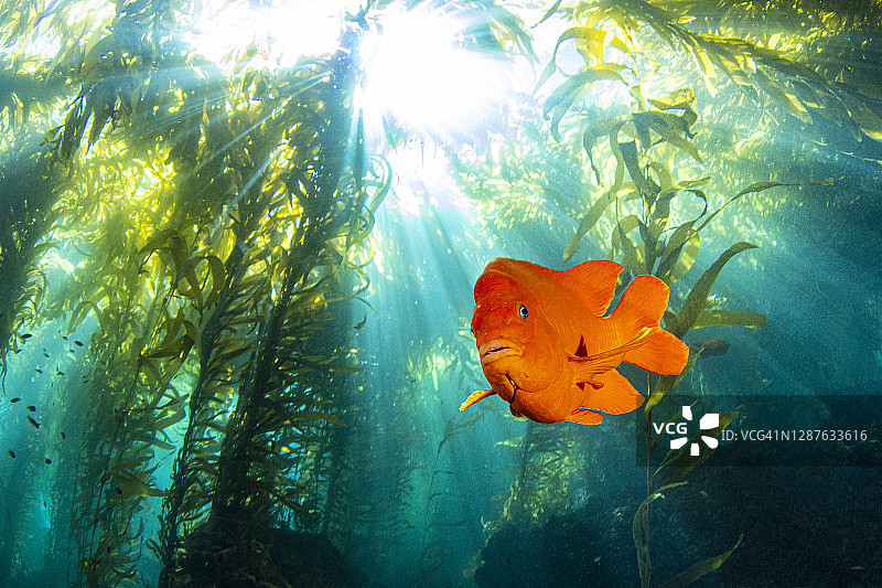 加里波第图片素材