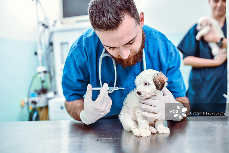 在宠物诊所打针的小狗图片素材