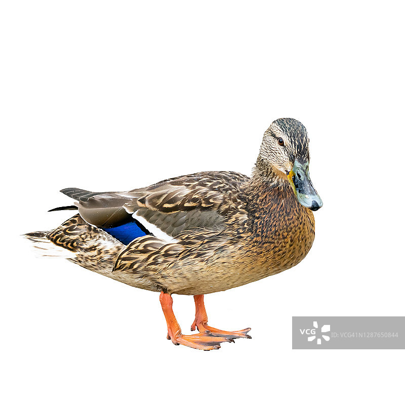 有棕色和蓝色羽毛的雌鸭，也被称为母鸡，白色背景图片素材