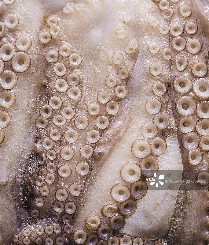 章鱼食材图片素材