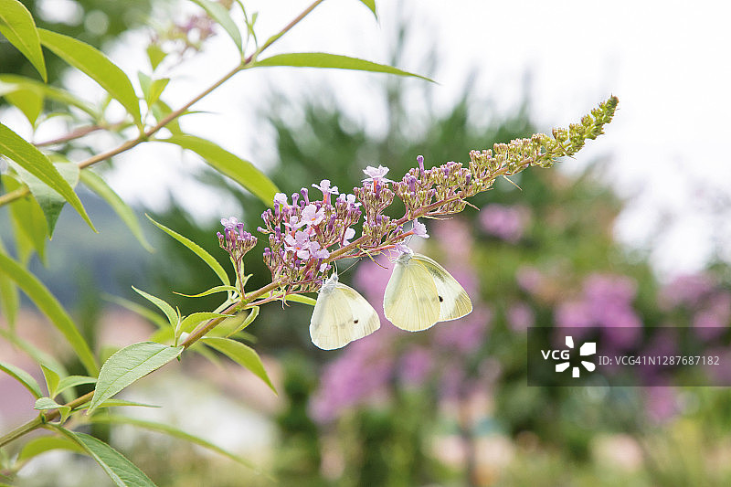 蝴蝶灌木白色蝴蝶花园花卉图片素材