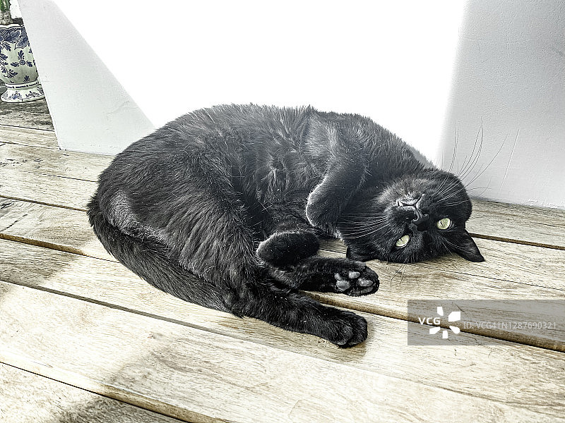 孟买黑猫享受阳光图片素材