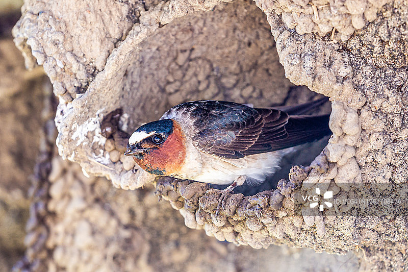 崖燕图片素材