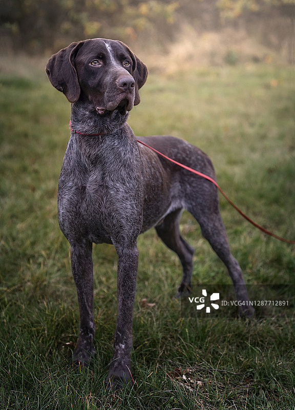 德国短毛指示犬图片素材