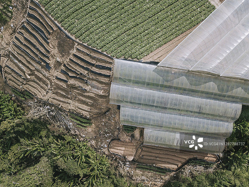 金马仑高原卷心菜种植园无人机航拍图片素材