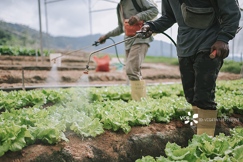 两名亚裔男农民早上给卷心菜地浇水图片素材
