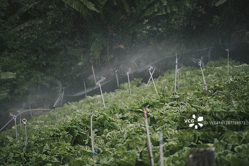 自动化灌溉机在卷心菜地里浇水图片素材