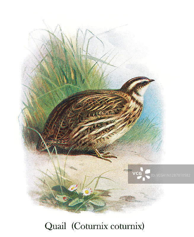 普通鹌鹑（Coturnix coturnix）鸟类学古老雕刻插图图片素材