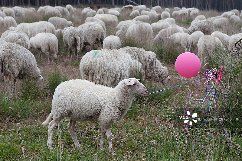 小羊吃掉了派对气球图片素材