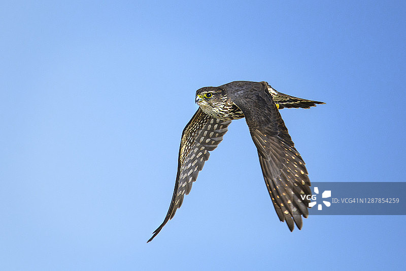 新泽西州岛屿海滩州立公园的飞行小隼图片素材