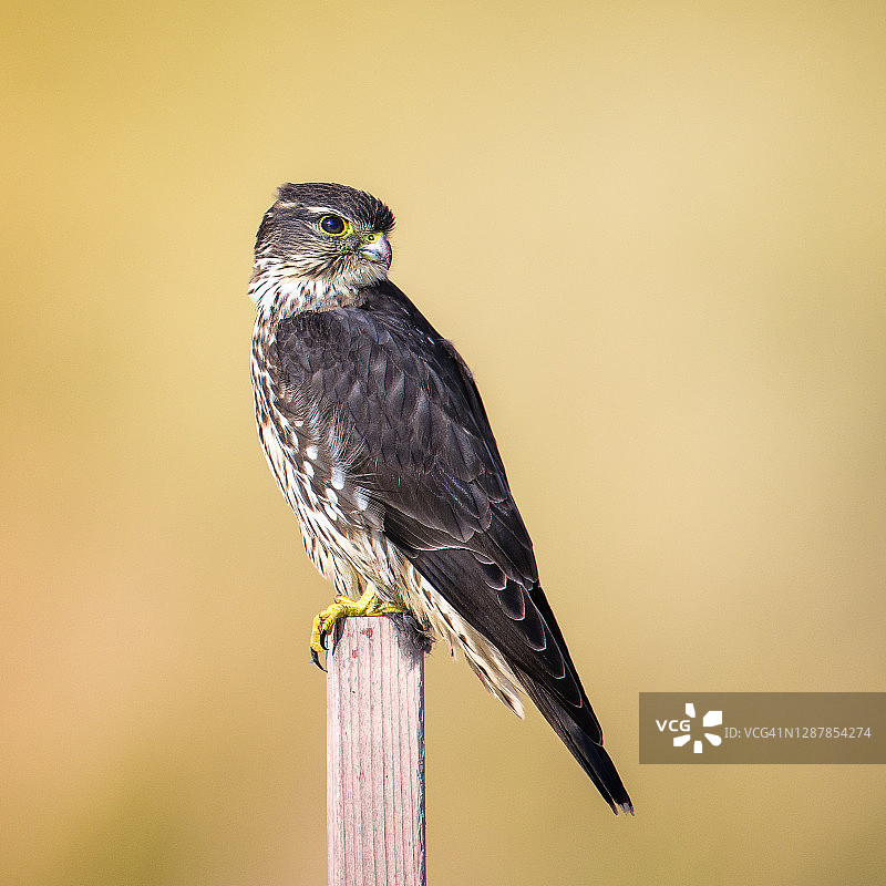 新泽西州岛屿海滩州立公园的回眸美洲隼图片素材
