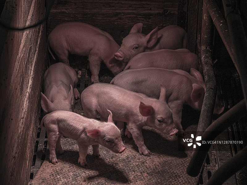 小猪仔图片素材