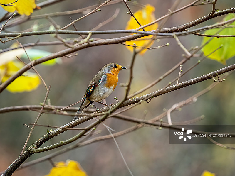 在荷兰亨德洛的树枝上栖息的知更鸟图片素材