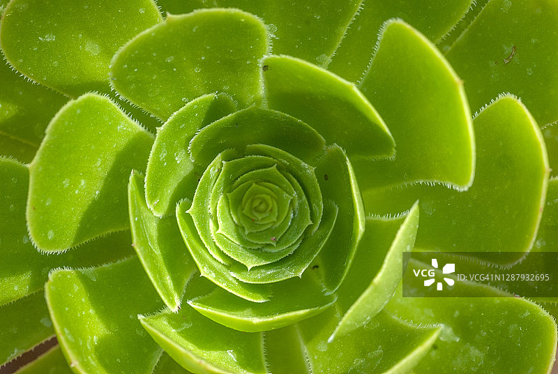 加那利群岛莲花掌多肉植物图片素材