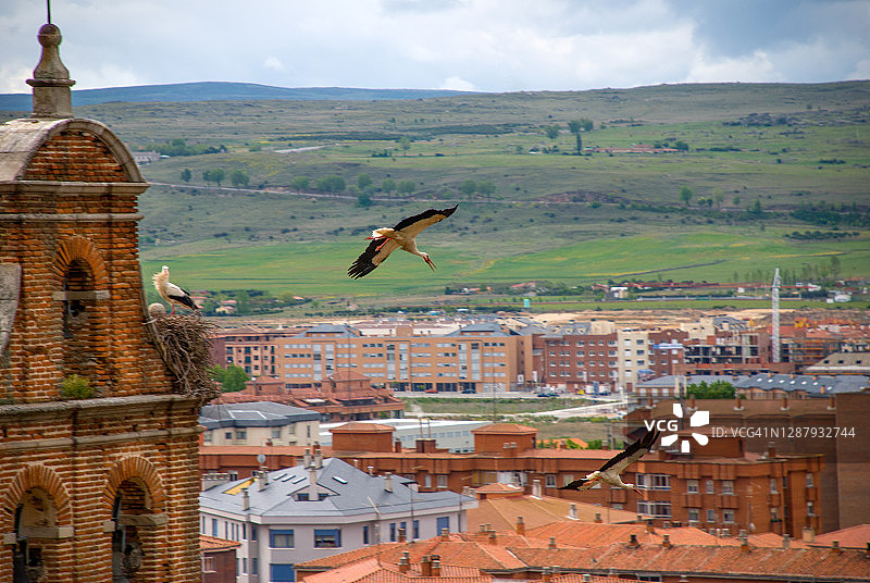 白鹳打斗图片素材