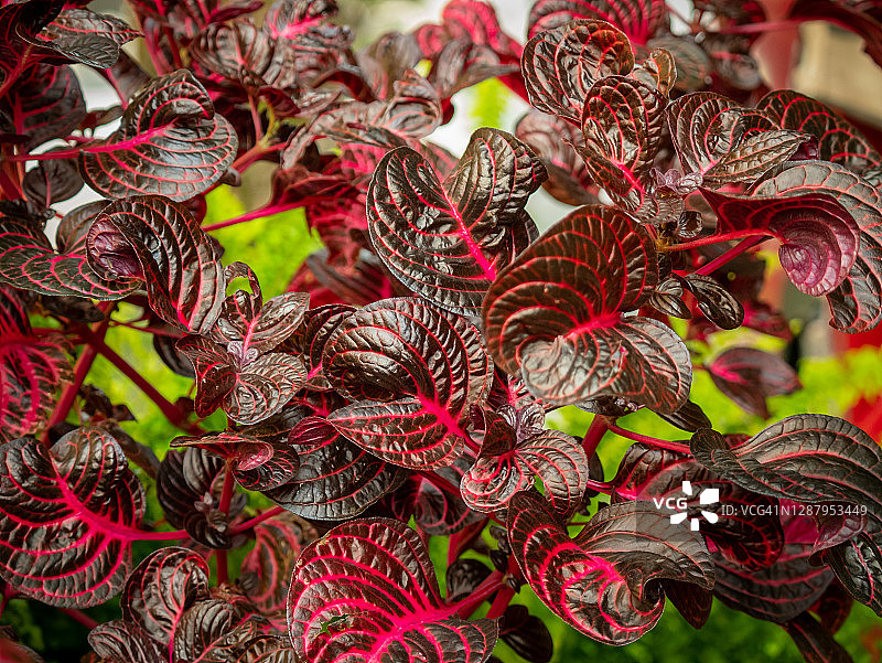 紫叶苋，中间是带紫红色茎的红叶图片素材