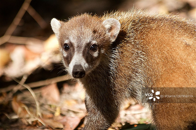少年长鼻浣熊图片素材