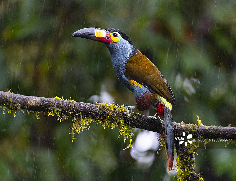 盘嘴巨嘴鸟图片素材