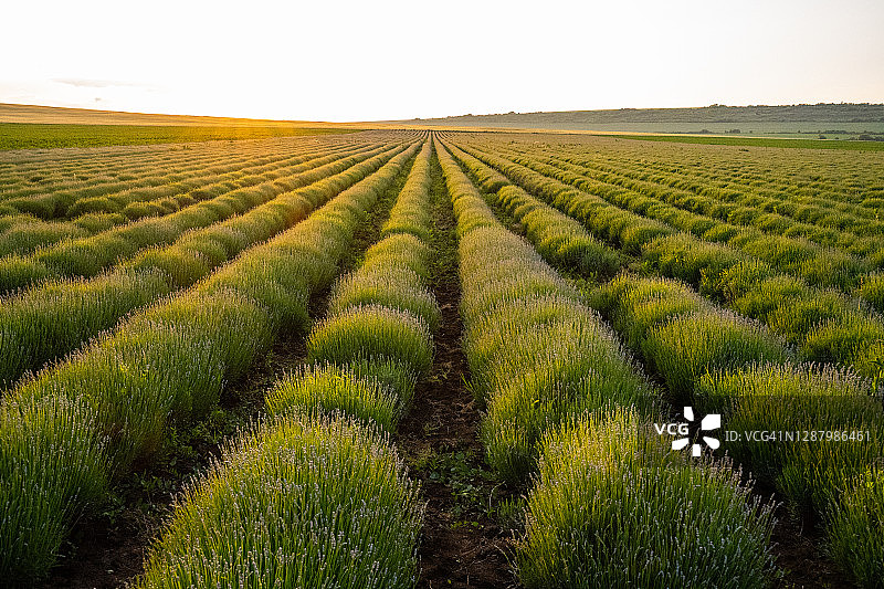 薰衣草种植园：农业活动，保加利亚薰衣草田图片素材