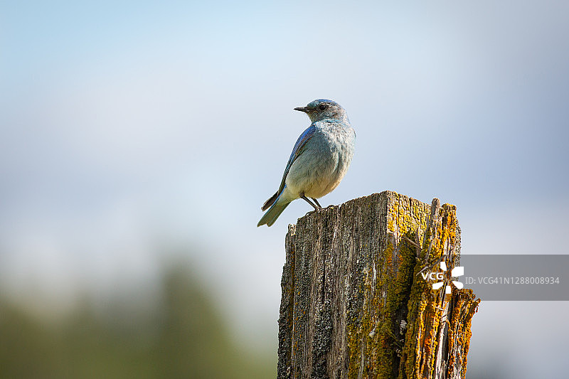 蓝知更雀图片素材