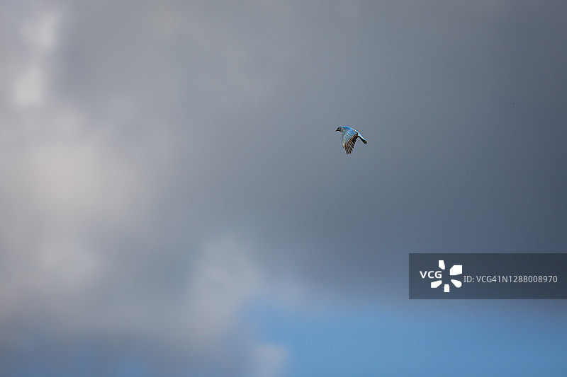 蓝知更雀图片素材