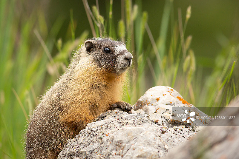 加拿大地鼠图片素材