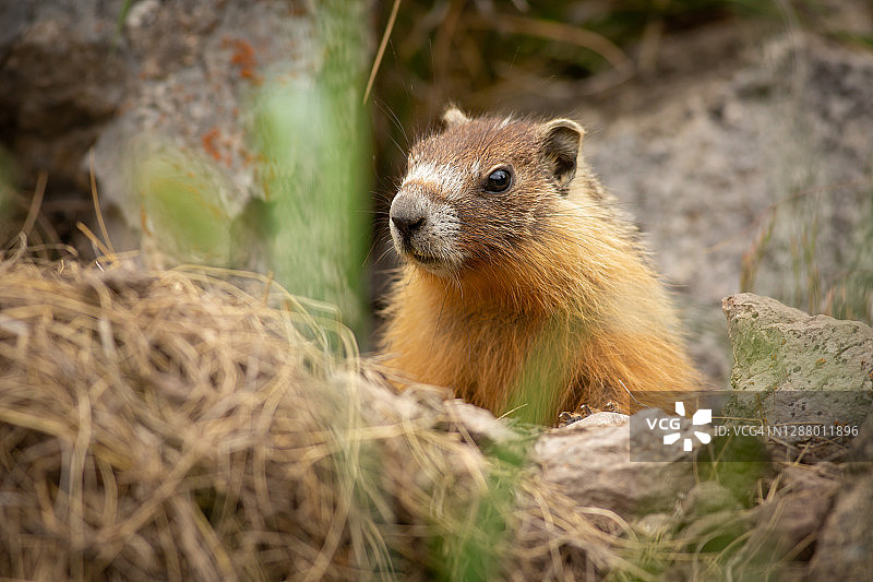 加拿大地鼠图片素材