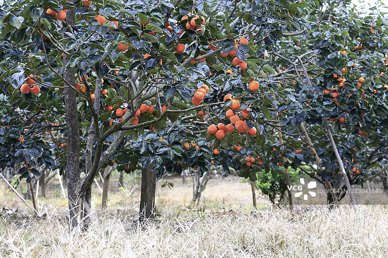 树上的柿子图片素材