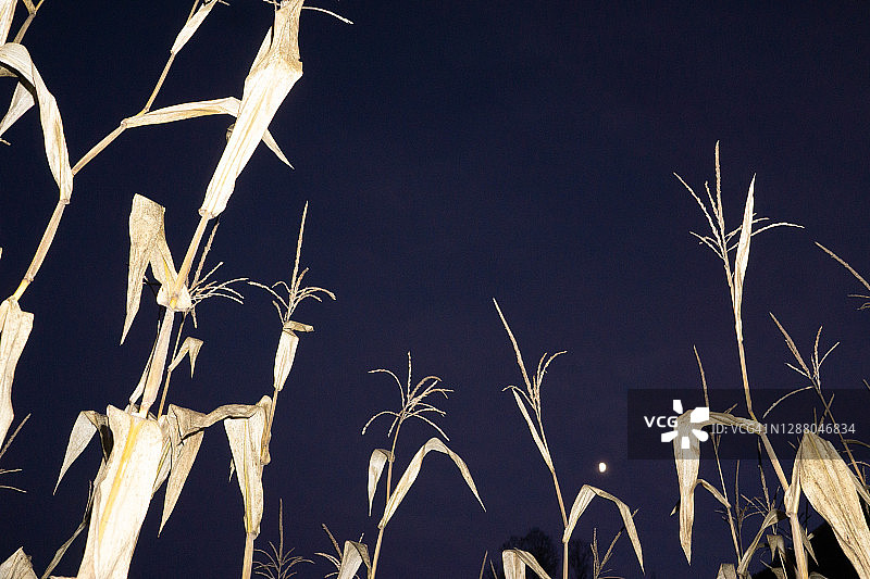 玉米秸秆图片素材