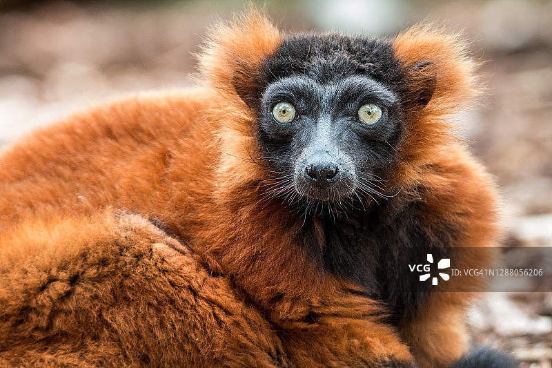 红领狐猴肖像图片素材