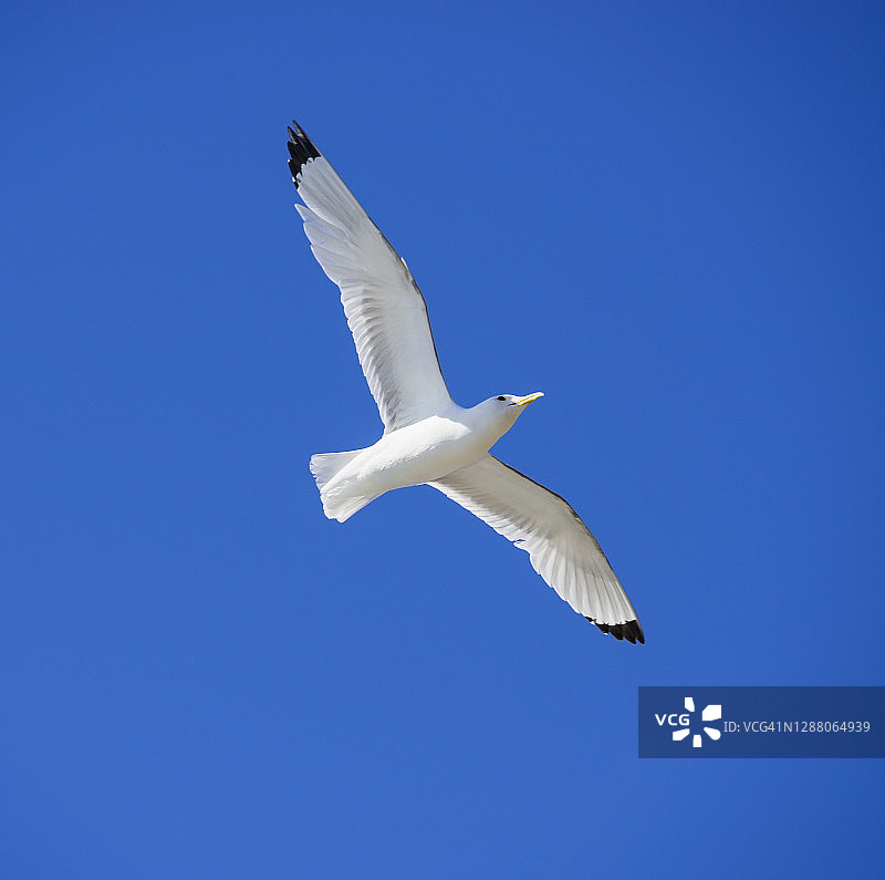 在深蓝色天空飞翔的海鸥，挪威瓦朗厄尔半岛图片素材