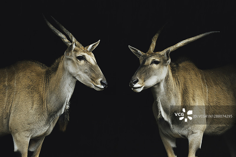 两个水兵对视着图片素材