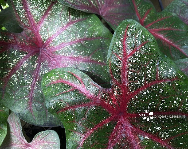 彩色海芋叶特写图片素材