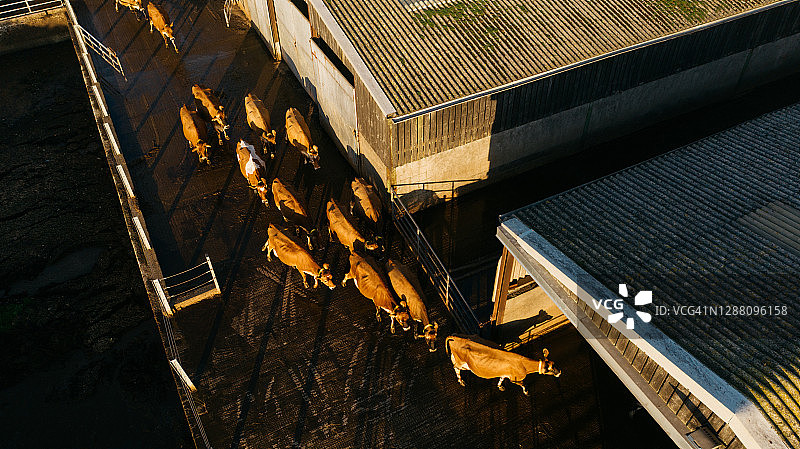 牛群的航拍景色图片素材