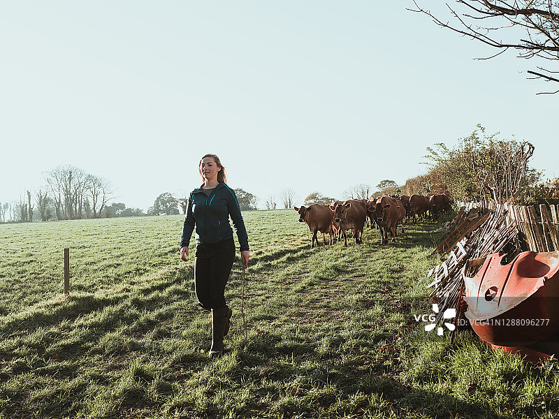年轻女农民放牧牛图片素材