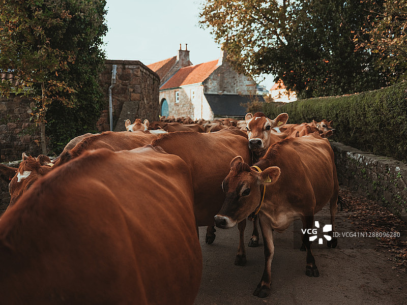 乡村小路上的牛图片素材