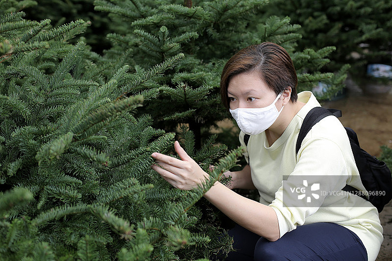 选购圣诞树图片素材