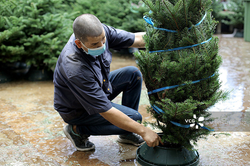 选购圣诞树图片素材