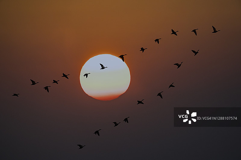 一群鸟在美丽的日落中飞翔图片素材