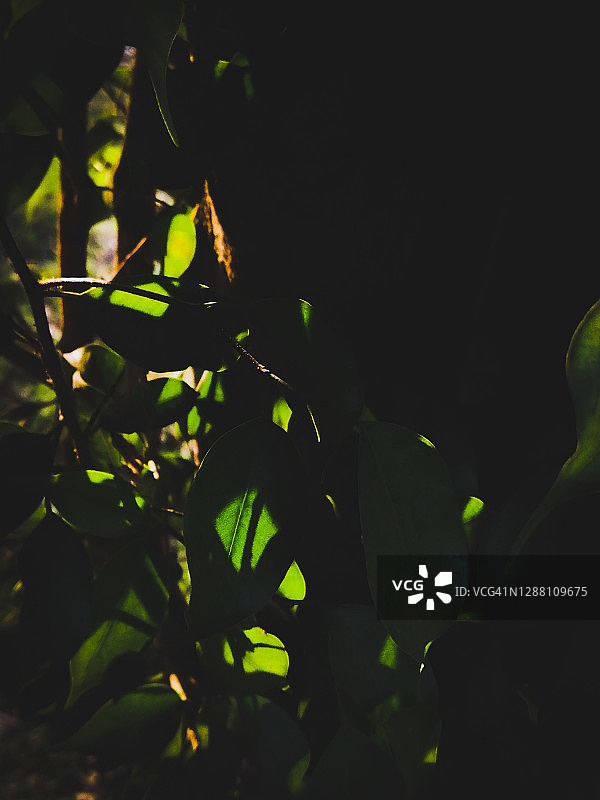 无花果树：阳光图片素材