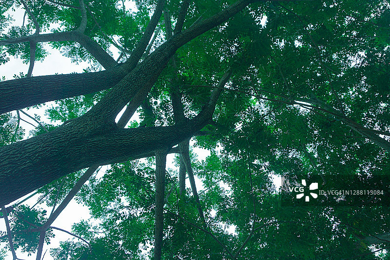 红色树林森林图片素材