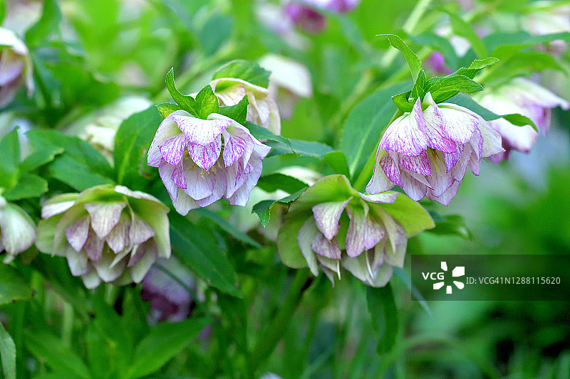 圣诞蔷薇／黑毛嚏根草图片素材