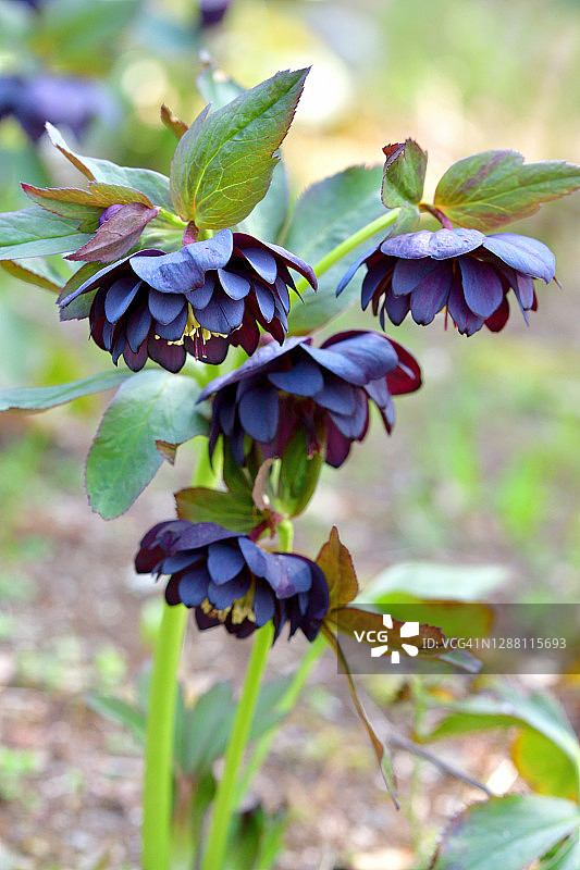 圣诞蔷薇／黑毛嚏根草图片素材