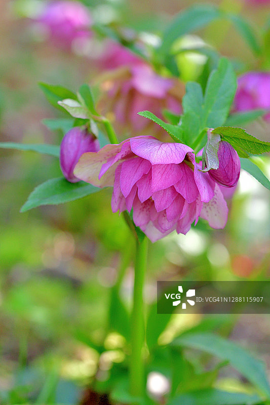圣诞蔷薇／黑毛嚏根草图片素材