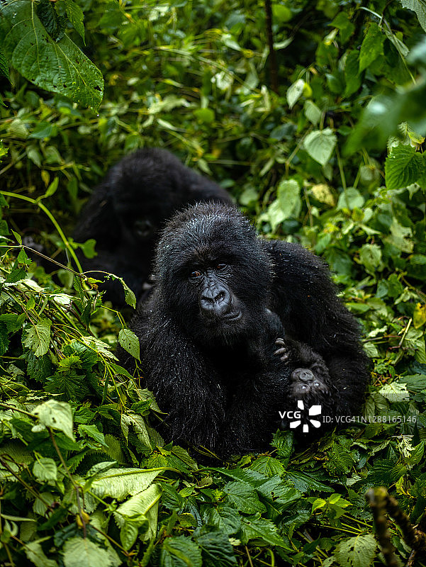 卢旺达火山国家公园，母山地大猩猩和幼崽图片素材