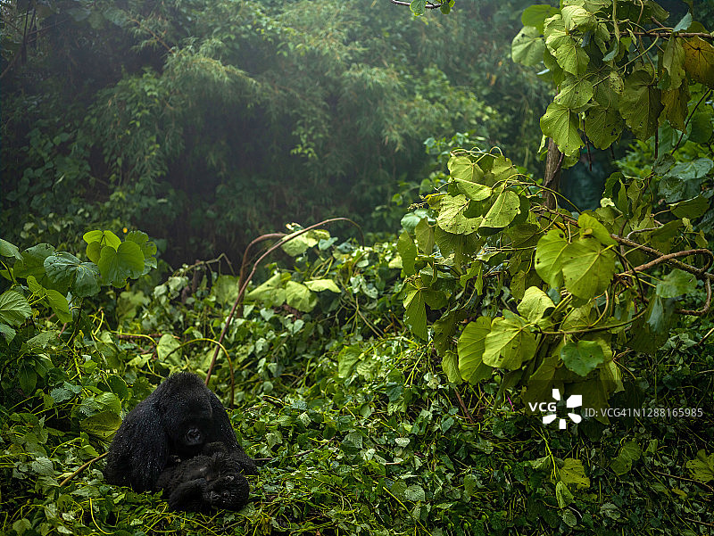 卢旺达火山国家公园，母山地大猩猩和幼崽图片素材
